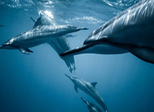 焦煤期货持仓龙虎榜，焦煤主力期货东方财富网